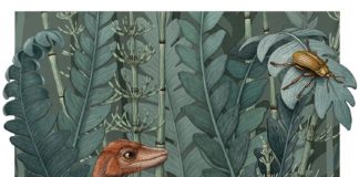 El descubrimiento de Kongonaphon kely sugiere que los primeros dinosaurios eran pequeños Kongonaphon kely