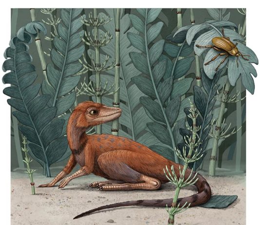 El descubrimiento de Kongonaphon kely sugiere que los primeros dinosaurios eran pequeños Kongonaphon kely