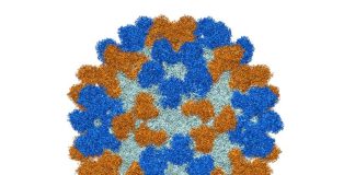 Identificados potentes anticuerpos para combatir la mielitis flácida aguda El análisis estructural del virus EV-D68 muestra que los sitios de unión de anticuerpos (mostrados aquí en oro y azul) no se superponen. Crédito: Universidad de Purdue / Richard Kuhn