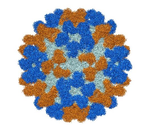 Identificados potentes anticuerpos para combatir la mielitis flácida aguda El análisis estructural del virus EV-D68 muestra que los sitios de unión de anticuerpos (mostrados aquí en oro y azul) no se superponen. Crédito: Universidad de Purdue / Richard Kuhn