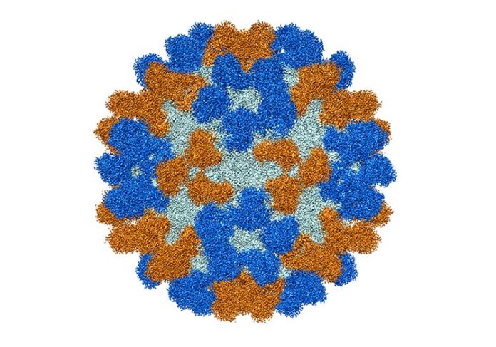 El análisis estructural del virus EV-D68 muestra que los sitios de unión de anticuerpos (mostrados aquí en oro y azul) no se superponen. Crédito: Universidad de Purdue / Richard Kuhn
