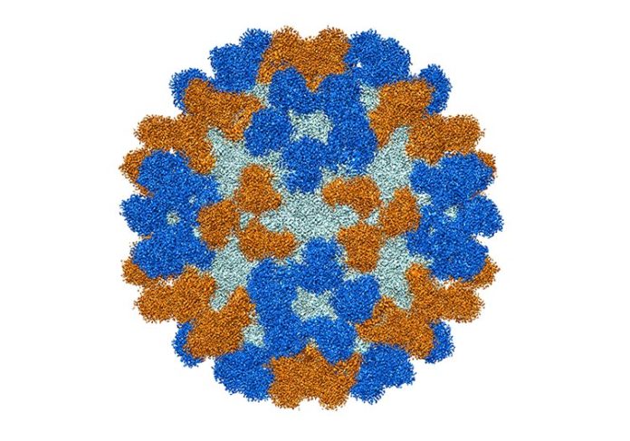 El análisis estructural del virus EV-D68 muestra que los sitios de unión de anticuerpos (mostrados aquí en oro y azul) no se superponen. Crédito: Universidad de Purdue / Richard Kuhn El análisis estructural del virus EV-D68 muestra que los sitios de unión de anticuerpos (mostrados aquí en oro y azul) no se superponen. Crédito: Universidad de Purdue / Richard Kuhn