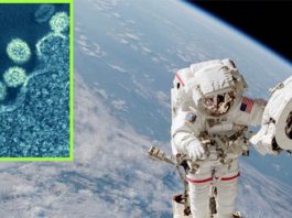 El sistema inmunitario de los mamíferos tendría problemas para luchar contra gérmenes espaciales Gérmenes del espacio