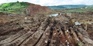 Un estudio encuentra peligrosos niveles de mercurio en los peces del Amazonas Minería de oro en el Amazonas