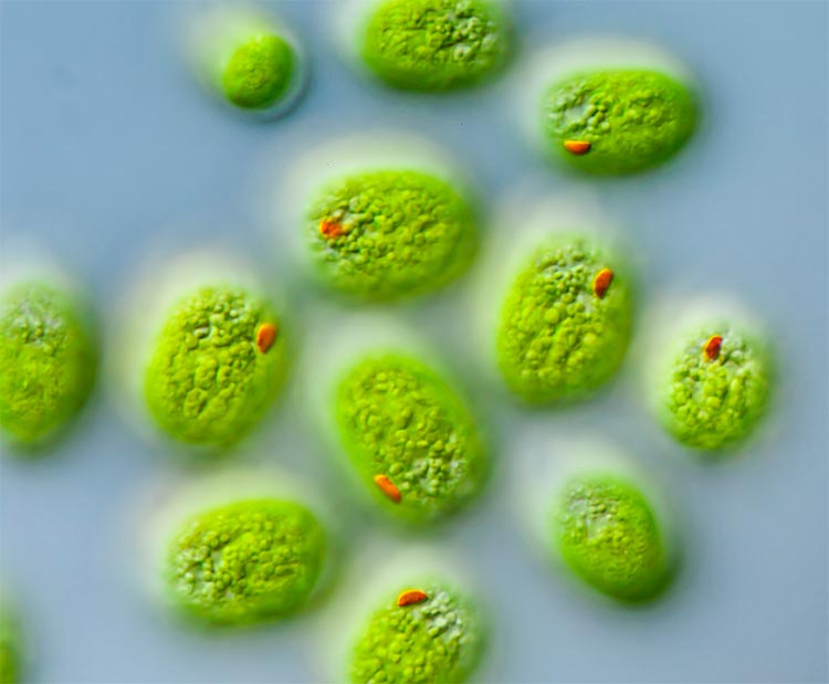 Vida extrema: Chlamydomonas