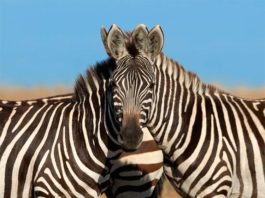 El origen de las rayas de las cebras… ¿Por fin una explicación final? Ilusión óptica con dos cebras