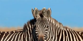 El origen de las rayas de las cebras… ¿Por fin una explicación final? Ilusión óptica con dos cebras