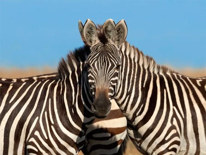 Ilusión óptica con dos cebras Ilusión óptica con dos cebras