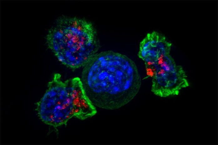 Células T rodean a las células cancerosas