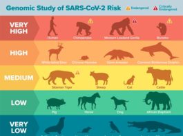 Un análisis genómico revela que especies animales pueden ser vulnerables al COVID-19 Animales susceptibles de contagiarse del COVID-19 según modelos computacionales