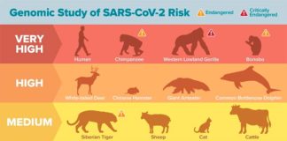 Un análisis genómico revela que especies animales pueden ser vulnerables al COVID-19 Animales susceptibles de contagiarse del COVID-19 según modelos computacionales