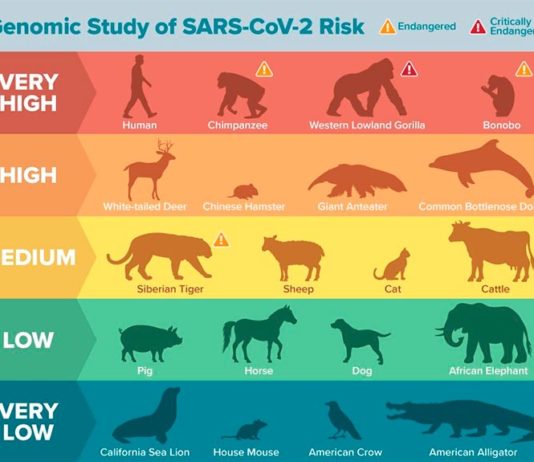 Un análisis genómico revela que especies animales pueden ser vulnerables al COVID-19 Animales susceptibles de contagiarse del COVID-19 según modelos computacionales