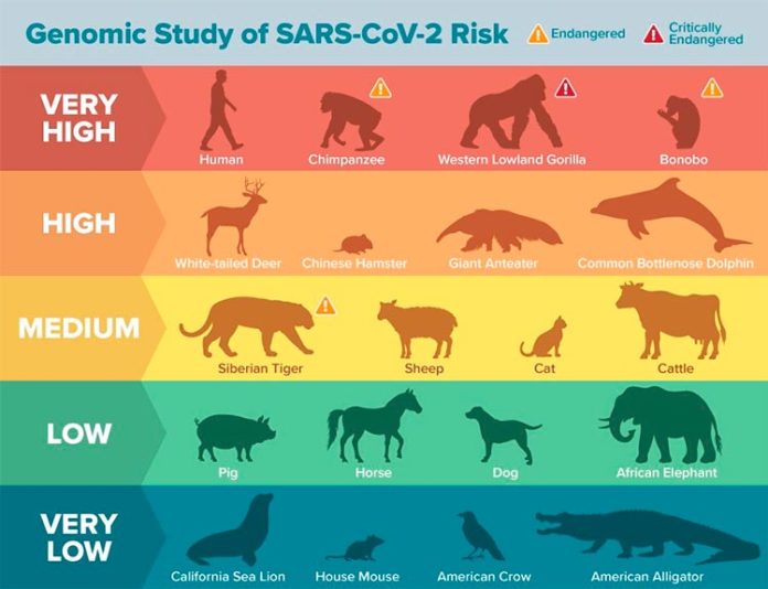 Animales susceptibles de contagiarse del COVID-19 según modelos computacionales