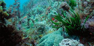 Alta probabilidad de escasez de peces y otras especies si seguimos calentando y acidificando los mares Ecosistema marino