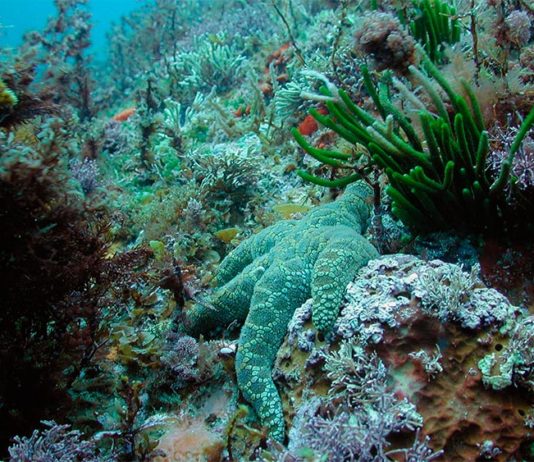 Alta probabilidad de escasez de peces y otras especies si seguimos calentando y acidificando los mares Ecosistema marino