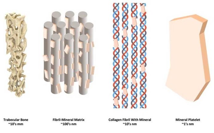 Osteoporosis: Cómo los minerales rígidos y las fibrillas de colágeno flexibles se combinan a nanoescala para formar hueso Osteoporosis: Cómo los minerales rígidos y las fibrillas de colágeno flexibles se combinan a nanoescala para formar hueso