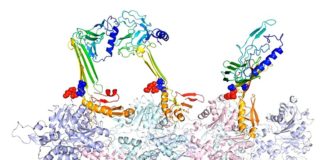 CPEB3, la proteína camaleónica que colorea la memoria a largo plazo Los investigadores de la Universidad de Rice modelaron las estructuras de unión de la actina y las proteínas asociadas que creen que son responsables de la formación de la memoria a largo plazo.