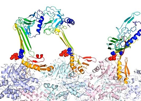 CPEB3, la proteína camaleónica que colorea la memoria a largo plazo Los investigadores de la Universidad de Rice modelaron las estructuras de unión de la actina y las proteínas asociadas que creen que son responsables de la formación de la memoria a largo plazo.