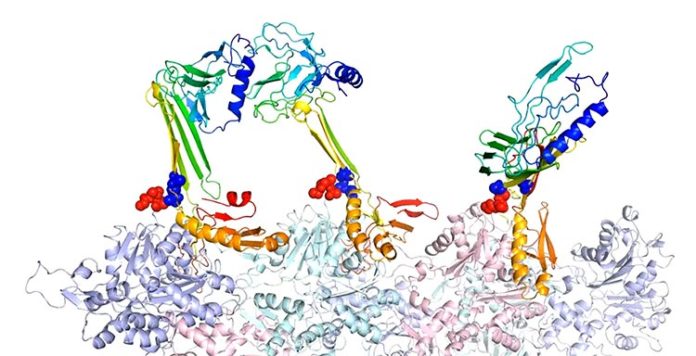 Los investigadores de la Universidad de Rice modelaron las estructuras de unión de la actina y las proteínas asociadas que creen que son responsables de la formación de la memoria a largo plazo.