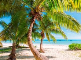 Los trópicos se expanden, y el principal culpable es el cambio climático, según un estudio Trópicos