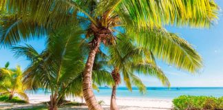 Los trópicos se expanden, y el principal culpable es el cambio climático, según un estudio Trópicos