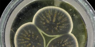 Secuencian el genoma del hongo original productor de penicilina de Alexander Fleming El moho volvió a crecer a partir de la muestra congelada de Fleming, listo para producir penicilina