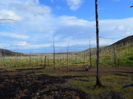 Los anillos de los árboles muestran que la contaminación del Ártico es peor de lo pensado La contaminación del Ártico a gran escala ha provocado una devastadora disminución de los bosques al este de Norilsk, Rusia. Crédito: Dr. Alexander Kirdyanov