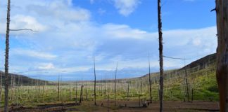 Los anillos de los árboles muestran que la contaminación del Ártico es peor de lo pensado La contaminación del Ártico a gran escala ha provocado una devastadora disminución de los bosques al este de Norilsk, Rusia. Crédito: Dr. Alexander Kirdyanov
