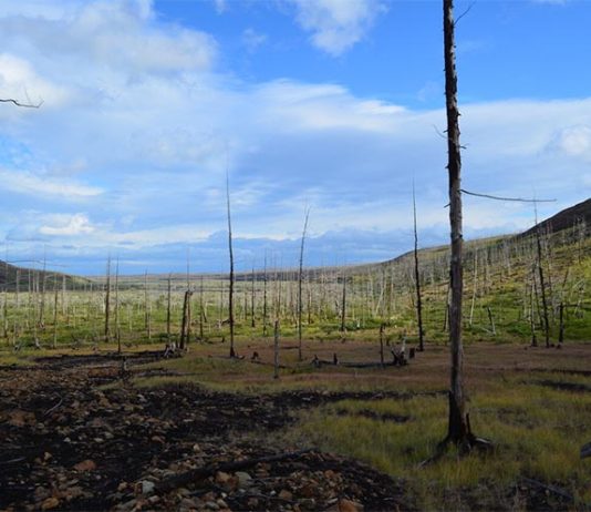 Los anillos de los árboles muestran que la contaminación del Ártico es peor de lo pensado La contaminación del Ártico a gran escala ha provocado una devastadora disminución de los bosques al este de Norilsk, Rusia. Crédito: Dr. Alexander Kirdyanov