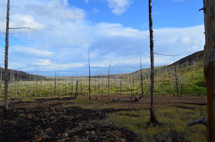 La contaminación del Ártico a gran escala ha provocado una devastadora disminución de los bosques al este de Norilsk, Rusia. Crédito: Dr. Alexander Kirdyanov La contaminación del Ártico a gran escala ha provocado una devastadora disminución de los bosques al este de Norilsk, Rusia. Crédito: Dr. Alexander Kirdyanov