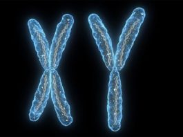 El cromosoma Y masculino tiene más funciones de lo que pensábamos Cromosoma x y cromosoma y