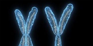 El cromosoma Y masculino tiene más funciones de lo que pensábamos Cromosoma x y cromosoma y