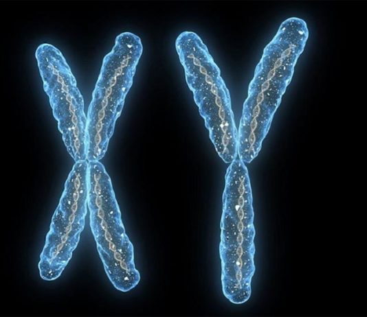 El cromosoma Y masculino tiene más funciones de lo que pensábamos Cromosoma x y cromosoma y