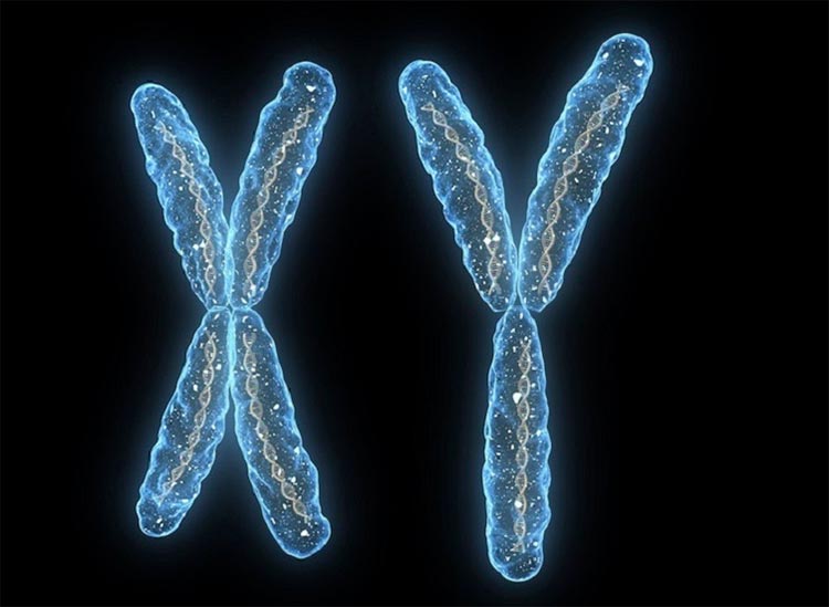 Cromosoma x y cromosoma y