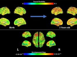 Científicos muestran cómo surge la flexibilidad cognitiva en los bebés Flexibilidad cognitiva: Esta imagen ofrece datos de resonancia magnética, que muestra la flexibilidad neuronal a lo largo del tiempo.