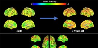Científicos muestran cómo surge la flexibilidad cognitiva en los bebés Flexibilidad cognitiva: Esta imagen ofrece datos de resonancia magnética, que muestra la flexibilidad neuronal a lo largo del tiempo.
