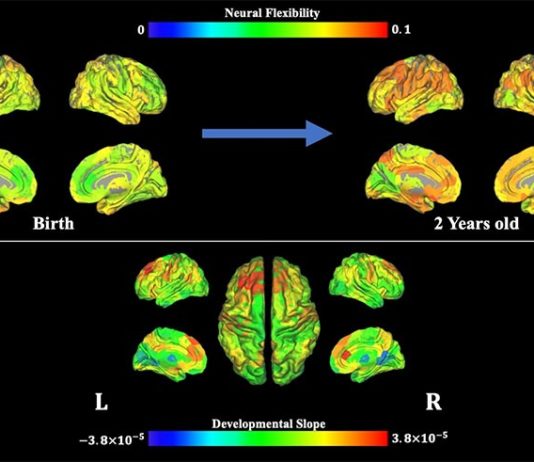 Científicos muestran cómo surge la flexibilidad cognitiva en los bebés Flexibilidad cognitiva: Esta imagen ofrece datos de resonancia magnética, que muestra la flexibilidad neuronal a lo largo del tiempo.