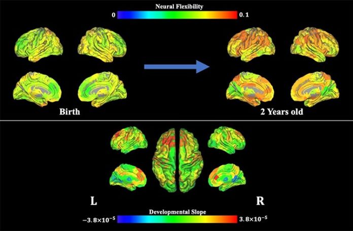 Flexibilidad cognitiva: Esta imagen ofrece datos de resonancia magnética, que muestra la flexibilidad neuronal a lo largo del tiempo.
