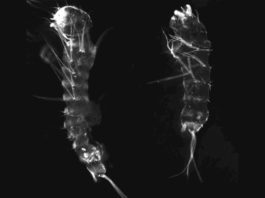 Los mosquitos perdieron un gen esencial sin efectos nocivos Exoesqueleto de una larva de mosquito normal a la izquierda y una larva de mosquito con el gen de la grosella espinosa editado a la derecha