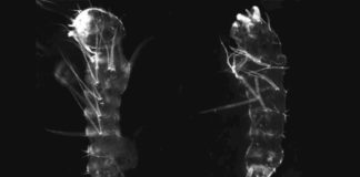 Los mosquitos perdieron un gen esencial sin efectos nocivos Exoesqueleto de una larva de mosquito normal a la izquierda y una larva de mosquito con el gen de la grosella espinosa editado a la derecha