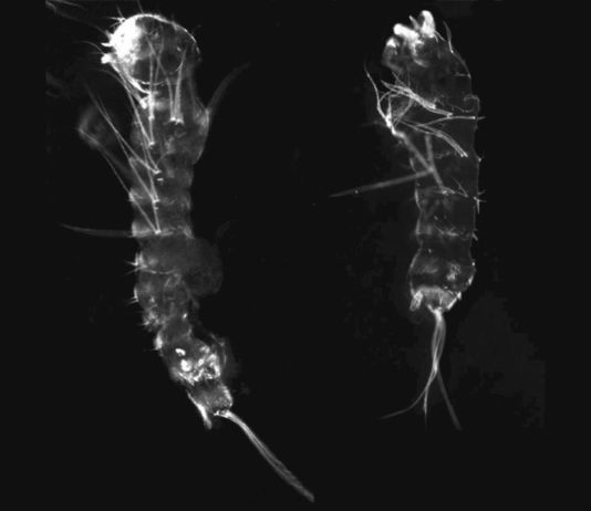 Los mosquitos perdieron un gen esencial sin efectos nocivos Exoesqueleto de una larva de mosquito normal a la izquierda y una larva de mosquito con el gen de la grosella espinosa editado a la derecha