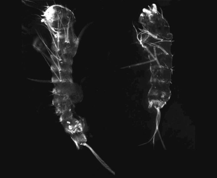 Exoesqueleto de una larva de mosquito normal a la izquierda y una larva de mosquito con el gen de la grosella espinosa editado a la derecha