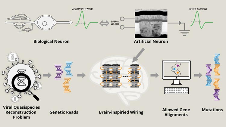 Las redes de neuronas artificiales conectadas entre sí pueden resolver versiones sencillas del problema de reconstrucción de cuasiespecies virales