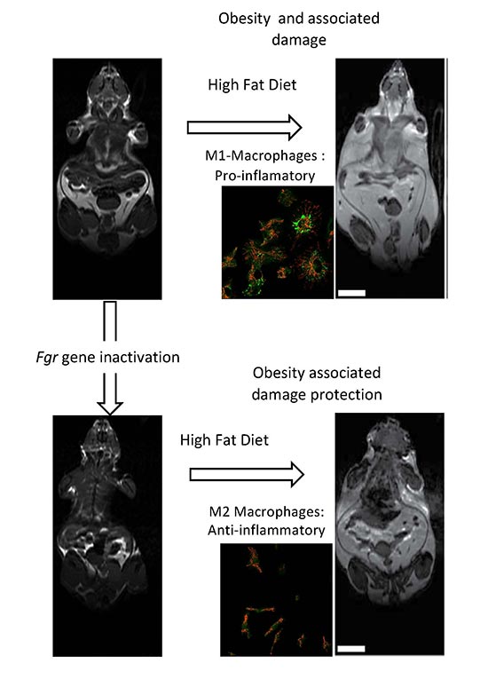 Imágenes de resonancia magnética de ratones que muestran (en un color más claro) el aumento de grasa corporal cuando se les administra una dieta alta en grasas