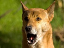 El perro cantor de Nueva Guinea puede enseñarnos sobre la vocalización humana Perro cantor de Nueva Guinea