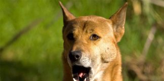 El perro cantor de Nueva Guinea puede enseñarnos sobre la vocalización humana Perro cantor de Nueva Guinea
