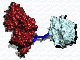 Un cóctel de enzimas que comen plástico podría ser la solución a los desechos plásticos Combinación de la enzima PETasa con MHETasa, que come plástico mucho más rápido