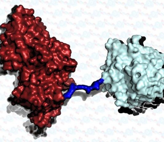 Un cóctel de enzimas que comen plástico podría ser la solución a los desechos plásticos Combinación de la enzima PETasa con MHETasa, que come plástico mucho más rápido