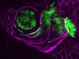 Estudio sobre la evolución de las cubiertas branquiales (opérculos) de los vertebrados Un pez cebra adulto vivo que muestra la actividad del gen Pou3f3 (verde) en la cubierta branquial, el esqueleto de soporte de la mandíbula y el ojo. Las células formadoras de hueso están marcadas en magenta
