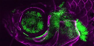 Estudio sobre la evolución de las cubiertas branquiales (opérculos) de los vertebrados Un pez cebra adulto vivo que muestra la actividad del gen Pou3f3 (verde) en la cubierta branquial, el esqueleto de soporte de la mandíbula y el ojo. Las células formadoras de hueso están marcadas en magenta